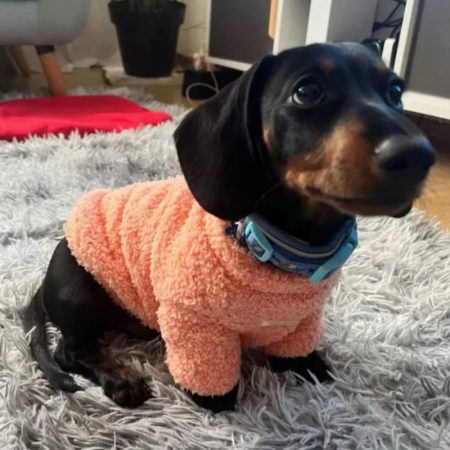 fuzzy dachshund sweater