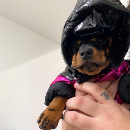 pawcler dachshund jacket