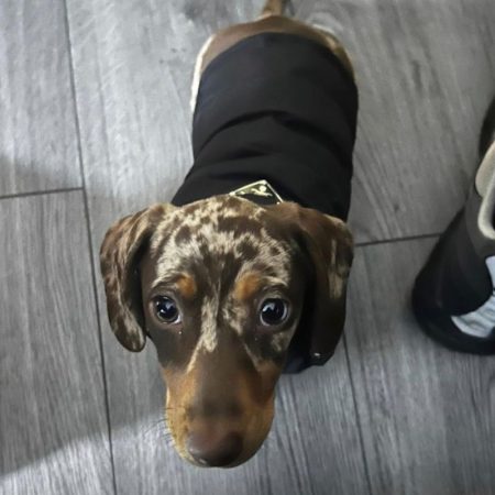pawda dachshund jacket