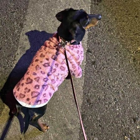 pink doxie winter coat
