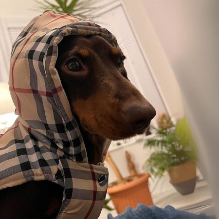 plaid dachshund jacket