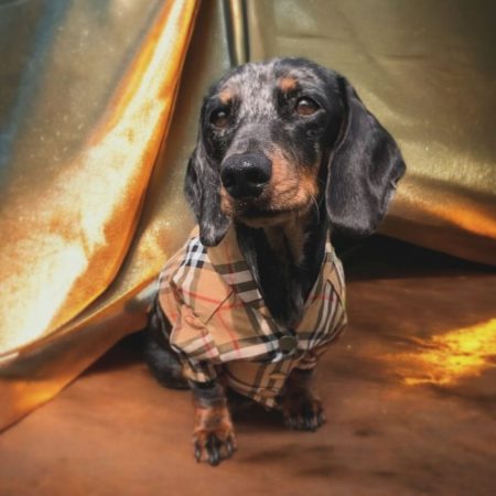 plaid dachshund raincoat