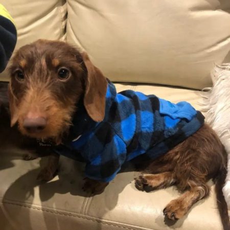 plaid sausage dog hoodie