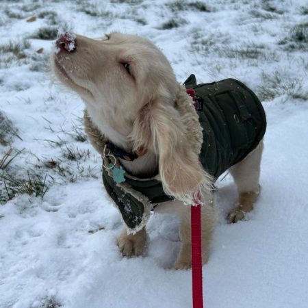 windproof sausage dog jacket