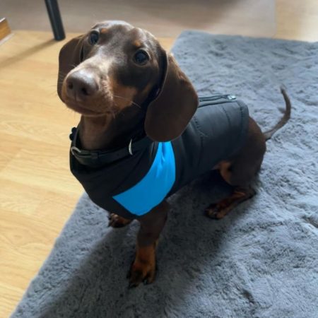 winter jacket for dachshund
