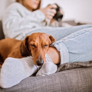 dachshund weight dachshund space (2)