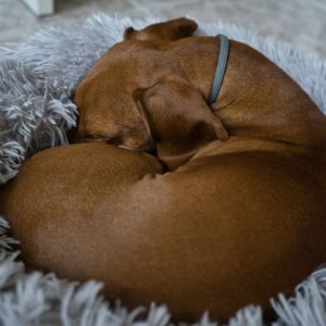 Can Dachshunds Be Left Alone dachshund space