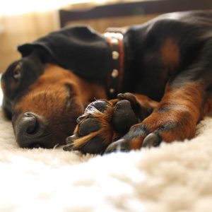 Can Dachshunds Be Left Alone dachshund space