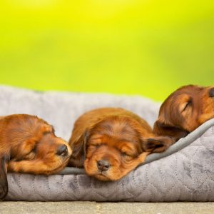 Can Dachshunds Be Left Alone dachshund space