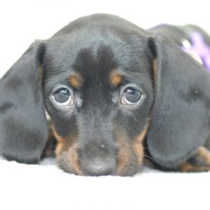 dachshund weight dachshund space