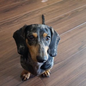 Can Dachshunds Be Left Alone dachshund space
