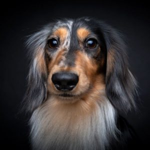 best brush for a long haired dachshund dacshhund space