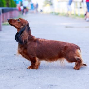 best brush for a long haired dachshund dacshhund space
