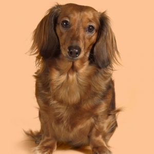 best brush for a long haired dachshund dacshhund space