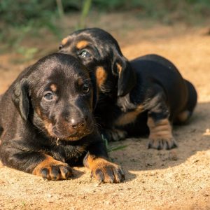 dachshund weight dachshund space (2)