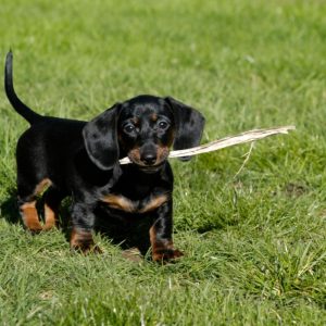 dachshund exercise dachshund space
