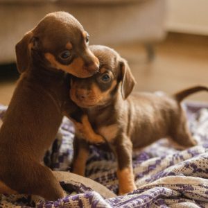 how many puppies can a dachshund have dachshund space