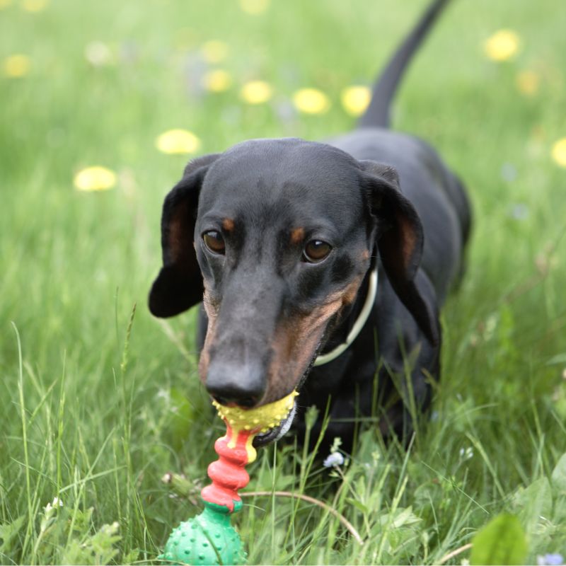 What Type of Toys Do Dachshunds Like dachshund space