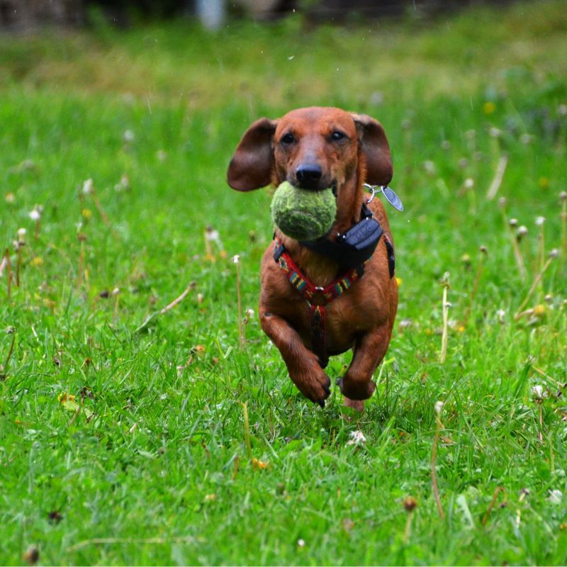 What Type of Toys Do Dachshunds Like dachshund space