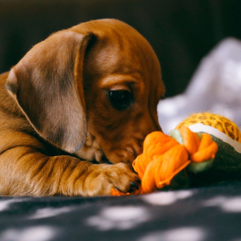 What Type of Toys Do Dachshunds Like dachshund space