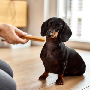 best treats for dachshunds dachshund space