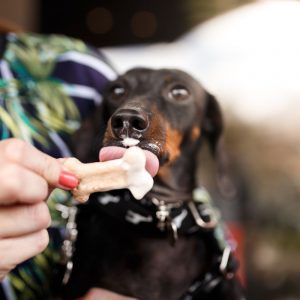 best treats for dachshunds dachshund space