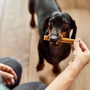 best treats for dachshunds dachshund space