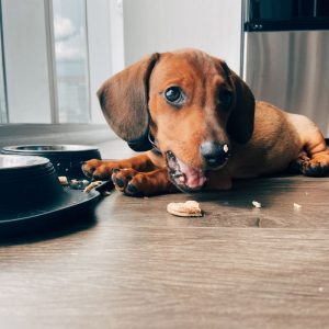 best treats for dachshunds dachshund space