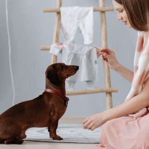 best treats for dachshunds dachshund space
