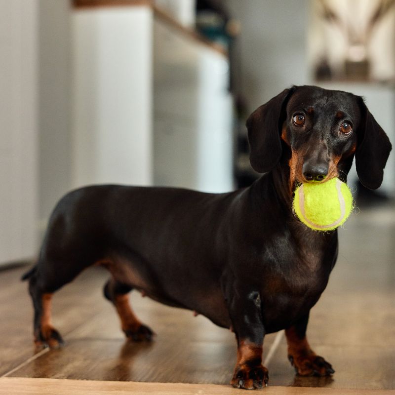 What Type of Toys Do Dachshunds Like