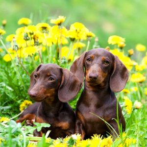 dachshund weight dachshund space