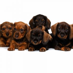 dachshund weight dachshund space