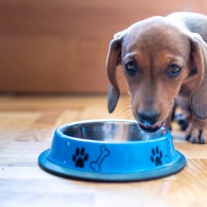 How much should my Dachshund eat dachshund space