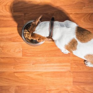How much should my Dachshund eat dachshund space
