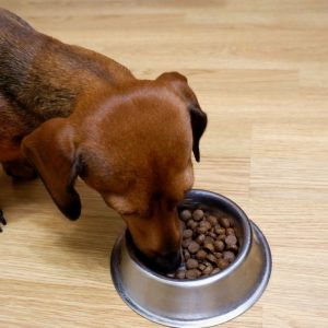 How much should my Dachshund eat dachshund space