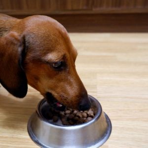 How much should my Dachshund eat dachshund space