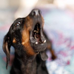 How to Stop My Dachshund from Barking dachshund space