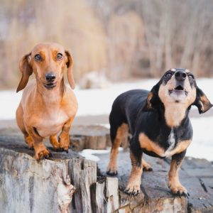 dachshund howling dachshund space