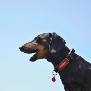 How to Stop My Dachshund from Barking dachshund space
