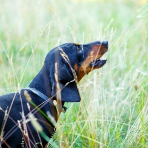 dachshund howling dachshund space