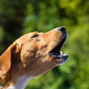dachshund howling dachshund space