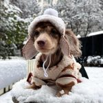 aviator dachshund hat