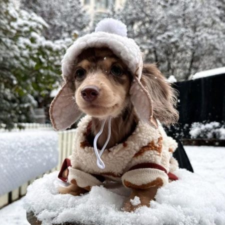 aviator dachshund hat