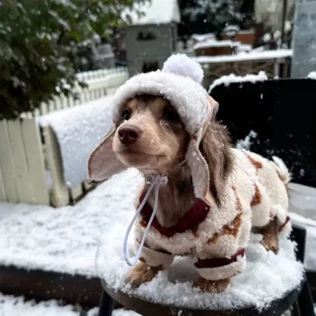 aviator dachshund hat