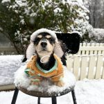 aviator dachshund hat