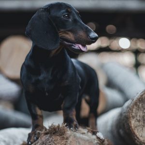 How to Stop My Dachshund from Barking dachshund space