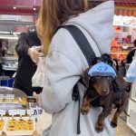 hands-free shoulder dachshund carrier