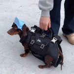 hands-free shoulder dachshund carrier