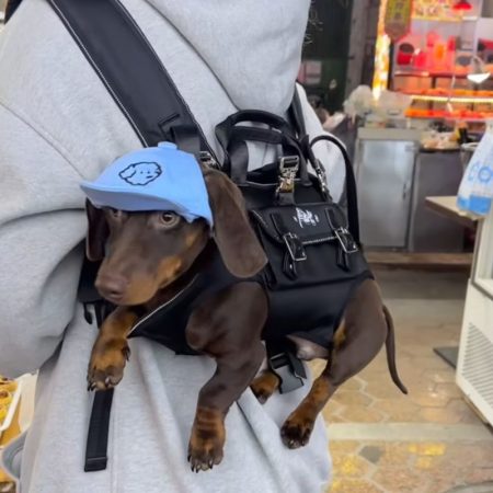 hands-free shoulder dachshund carrier