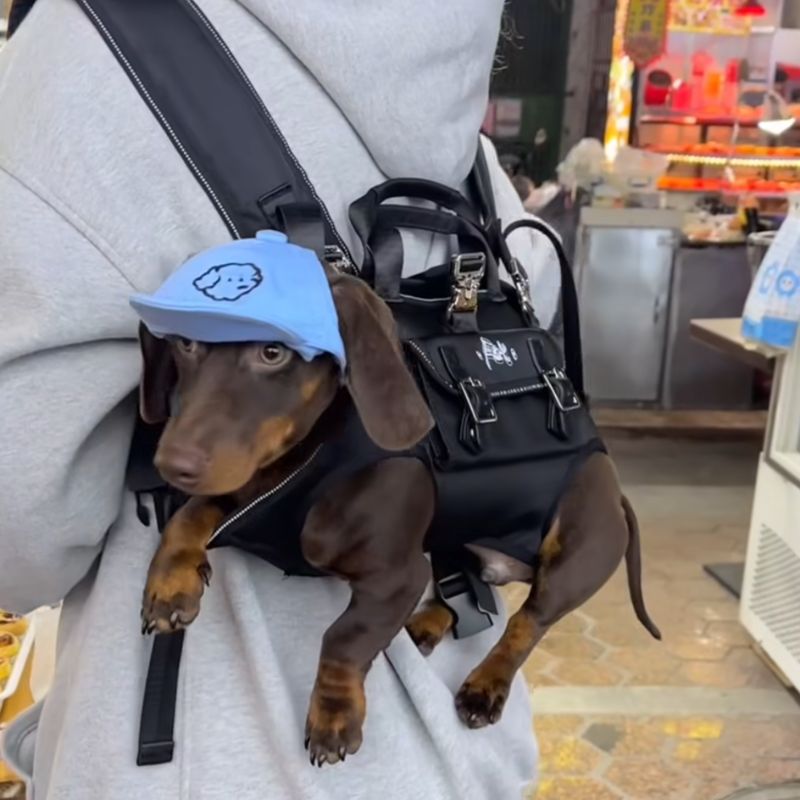 hands-free shoulder dachshund carrier